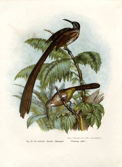 Pájaro azucarero del Cabo, 1864 de German School